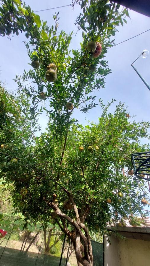 Relax Camping Gjirokaster Ngoại thất bức ảnh